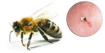 До складу Hondrostrong входить бджолиний яд, який покращує обмінні процеси в тканинах